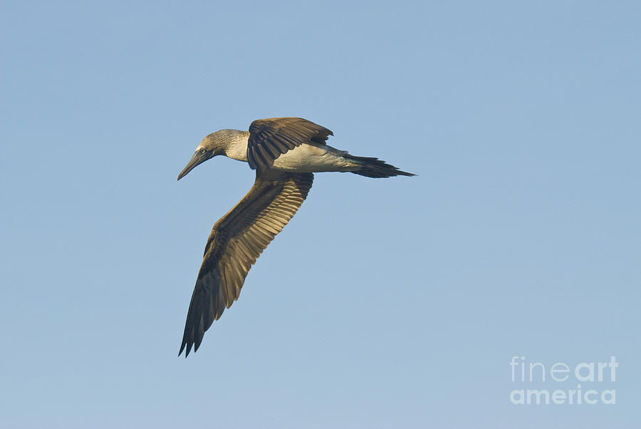 Blue-footed Booby #8 Photograph by William H. Mullins