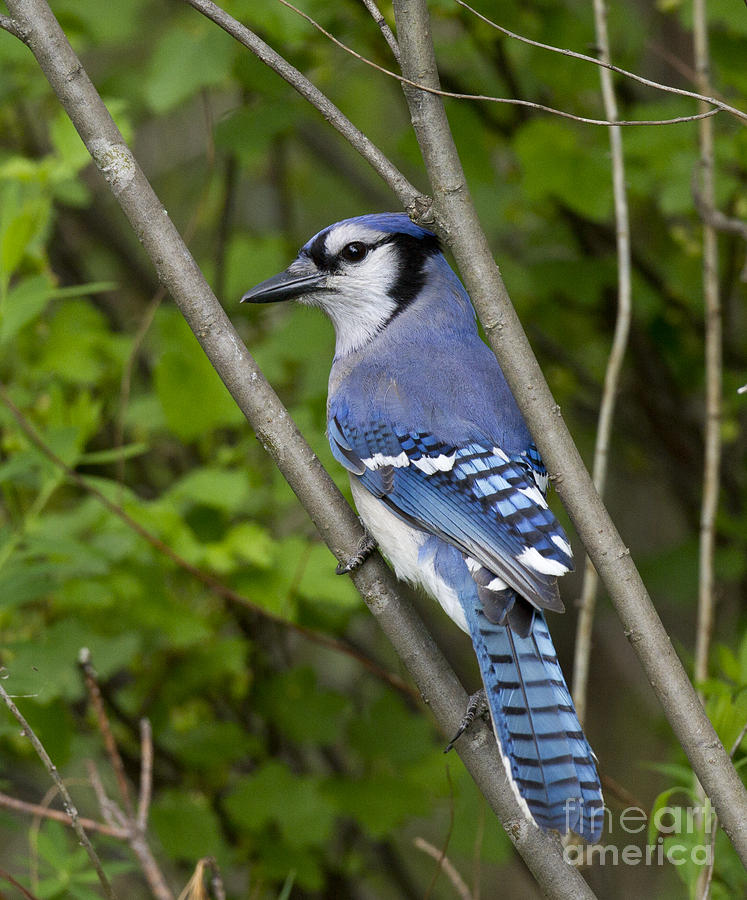 Blue Jay #8 Photograph by Linda Freshwaters Arndt