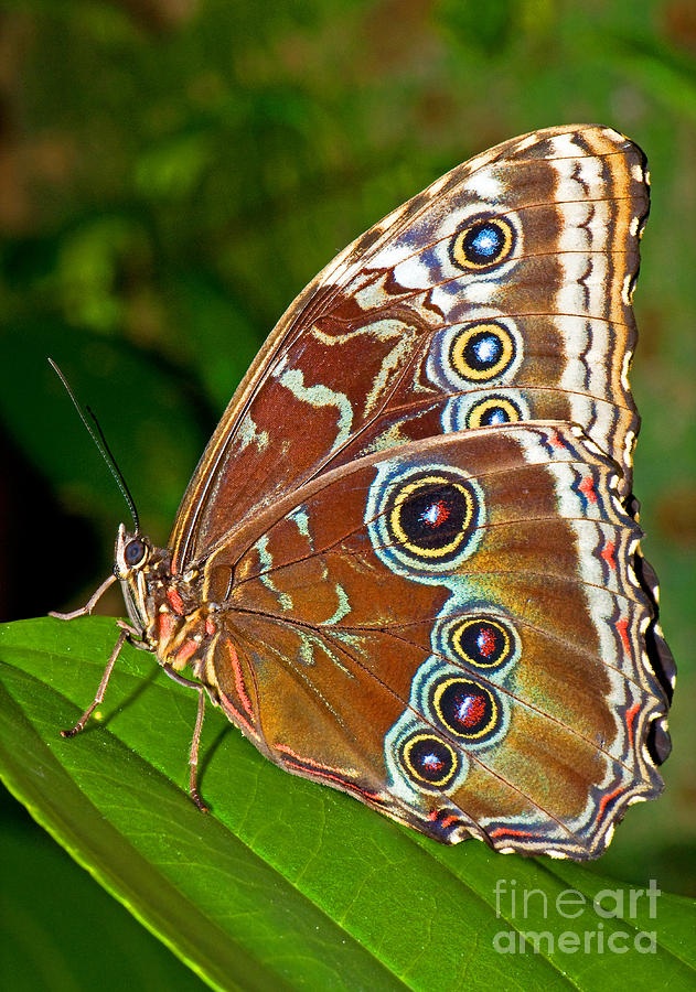 Wildlife Photograph - Blue Morpho Butterfly #9 by Millard H Sharp