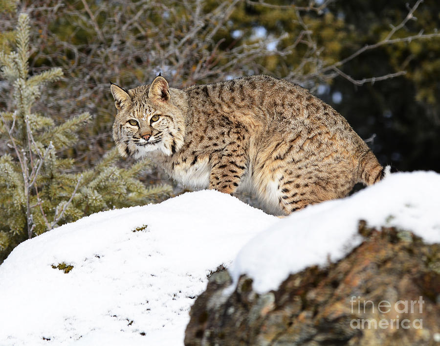 Nature Photograph - Bobcat #8 by Dennis Hammer