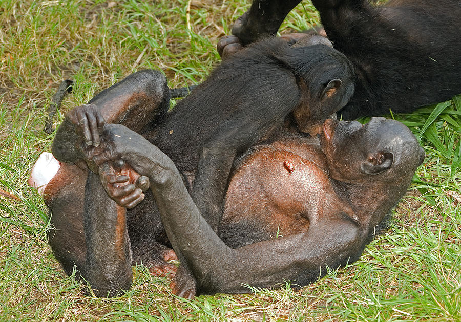 Bonobos #8 Photograph by Millard H. Sharp