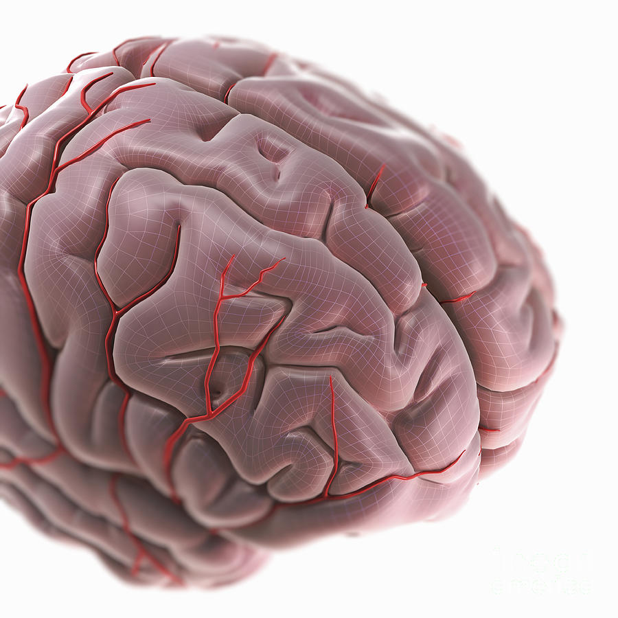 Brain With Blood Supply #8 Photograph by Science Picture Co
