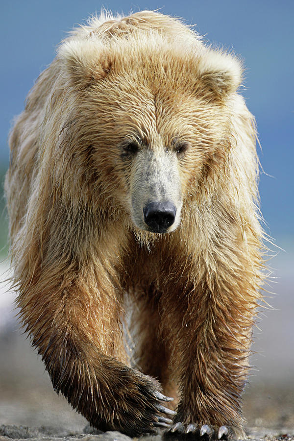 Katmai National Park Photograph - Brown Bear #8 by Manuel Presti/science Photo Library