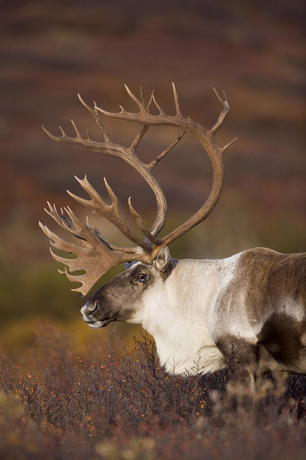 Bull Caribou On Autumn Tundra In Denali Photograph by Milo Burcham ...