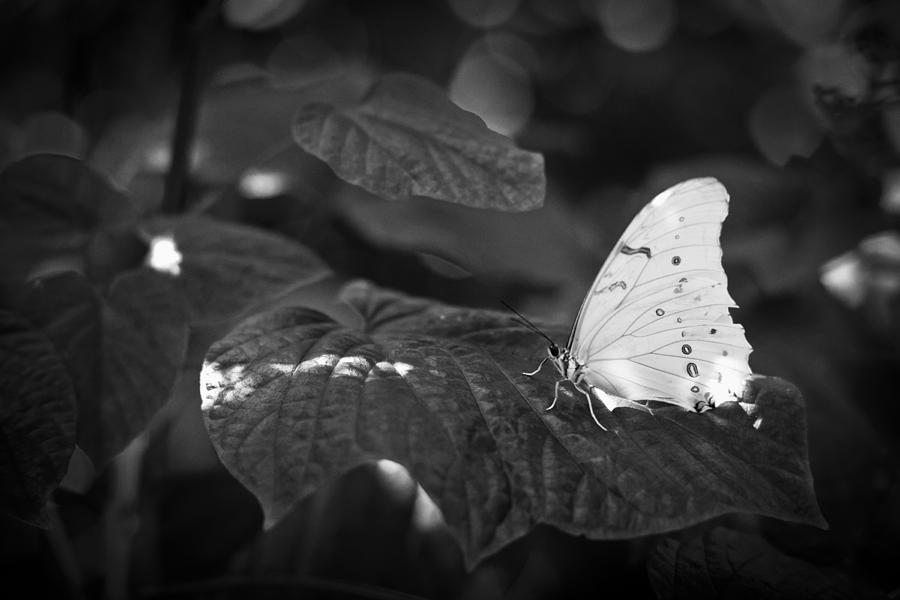 Butterfly Black And White #8 Photograph by Bradley R Youngberg