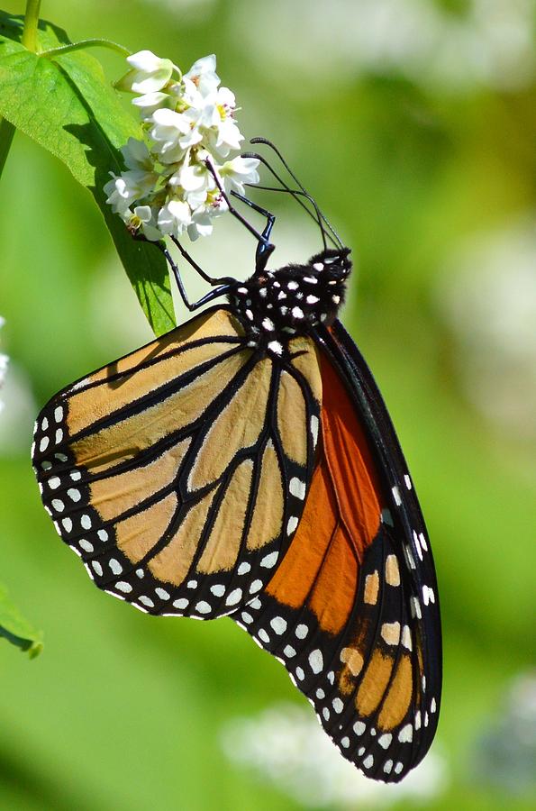 Butterfly Photograph by Dacia Doroff - Fine Art America