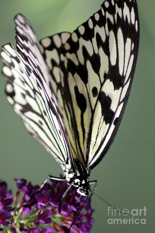 Butterfly #8 Photograph by Diane Lesser