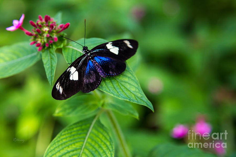 Butterfly #8 Photograph by Rene Triay FineArt Photos