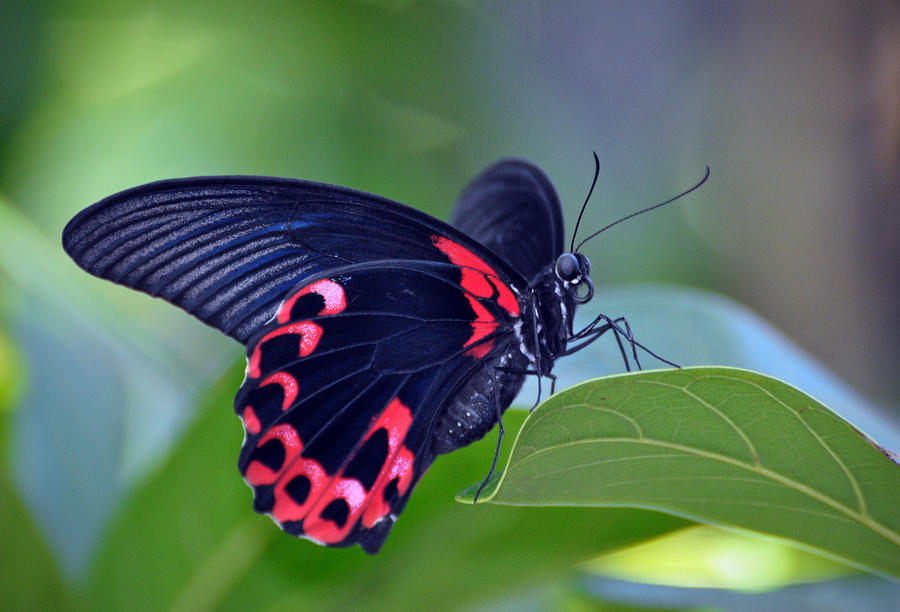 Butterfly #5 Photograph by Savannah Gibbs