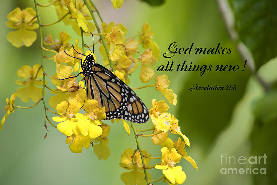 Butterfly Scripture Photograph