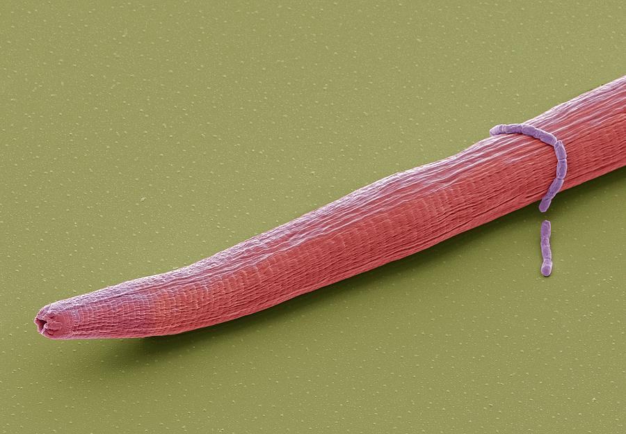 C. Elegans Worm #8 Photograph by Steve Gschmeissner