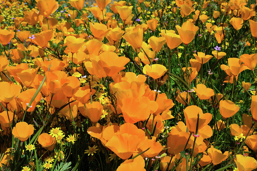 California Poppies Eschscholzia #8 Photograph by Panoramic Images
