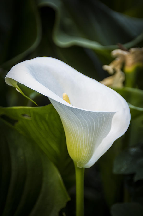 Calla lily #8 Photograph by Paulo Goncalves