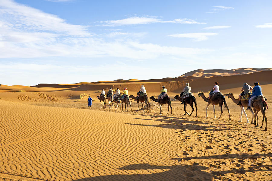 Camel Caravan Going Through The Sand Dunes In The Sahara ...