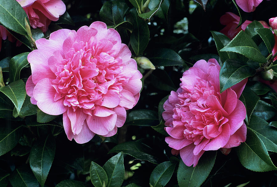 Camellia Flowers #8 Photograph by Adrian Thomas/science Photo Library