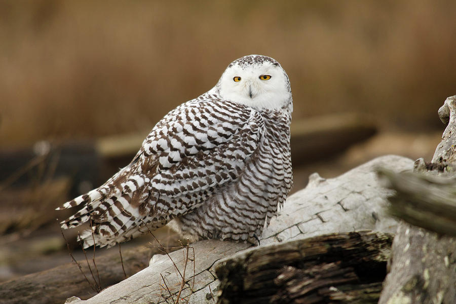 Owl Photograph - Canada, British Columbia, Boundary Bay #8 by Rick A Brown