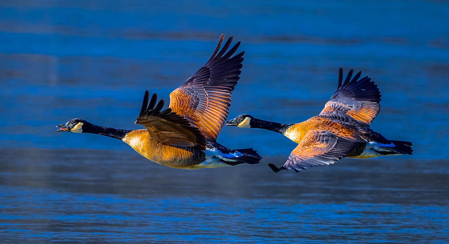 Canada Geese #8 Photograph by Brian Stevens