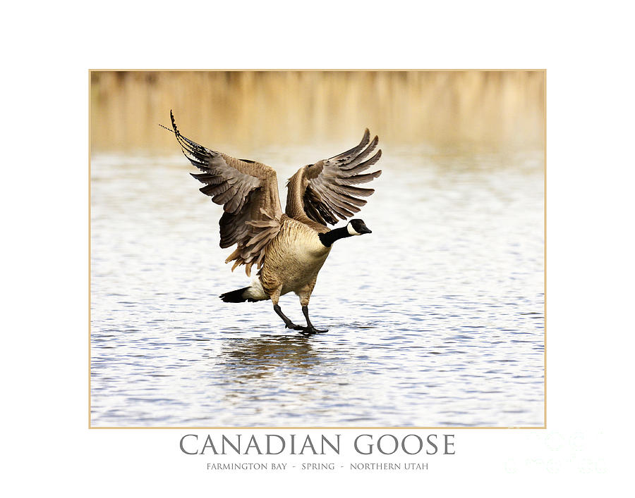 Canadian Goose #8 Photograph by Dennis Hammer