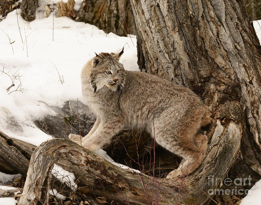 Canadian Lynx Photograph by Dennis Hammer