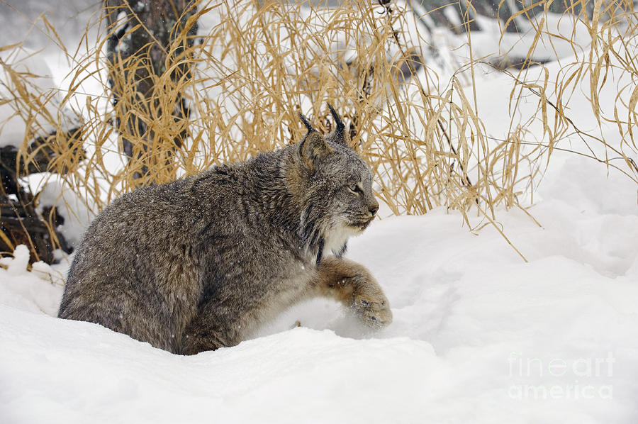 Canadian Lynx #8 Photograph by John Shaw