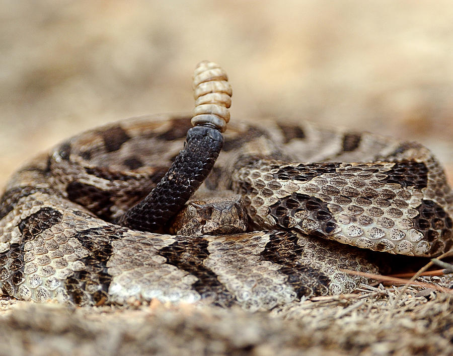 Canebrake Rattlesnake Photograph by Eric Abernethy - Fine Art America