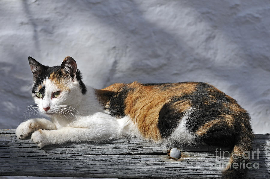 Cat in Hydra island #16 Photograph by George Atsametakis