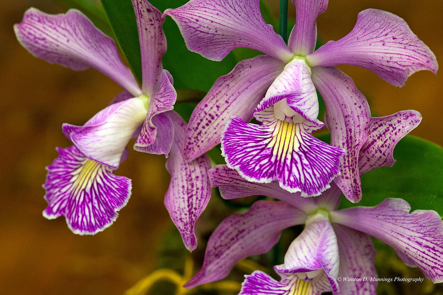 Cattleya Orchid Photograph - Cattleya Orchid #8 by Winston D Munnings