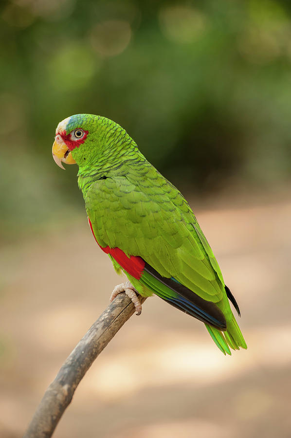 Parrot Photograph - Central America, Honduras, Roatan #8 by Lisa S. Engelbrecht