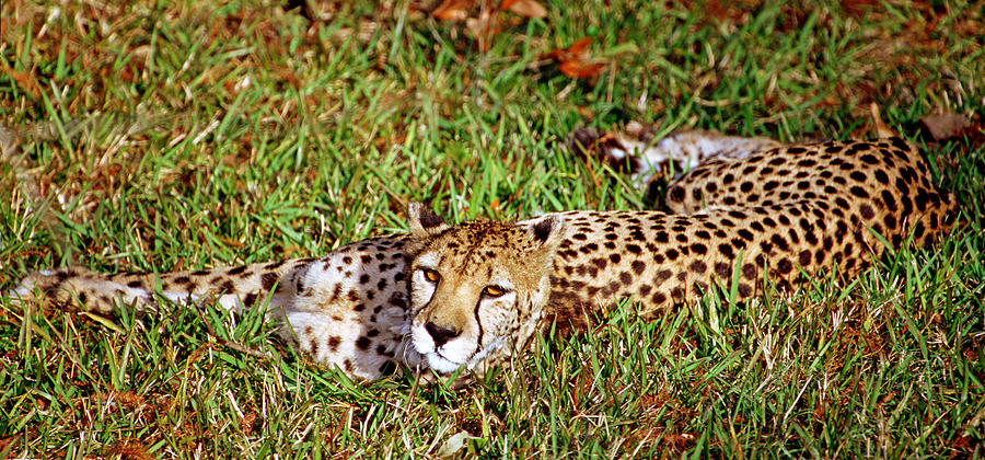 Cheetah Acinonyx Jubatus #8 Photograph by Millard H. Sharp