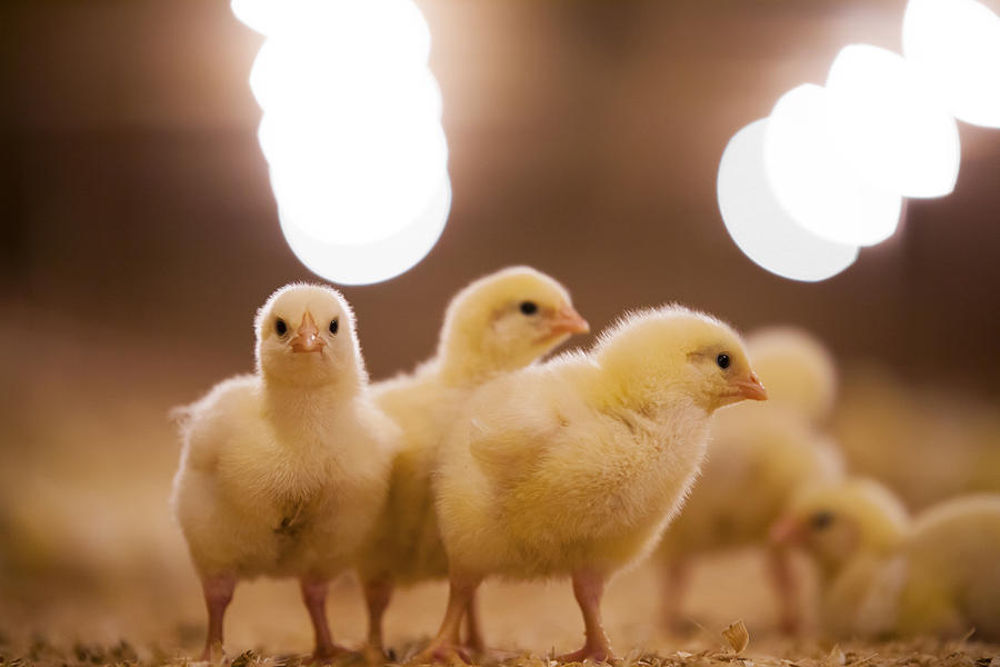 Chicks in poultry barn. #8 Photograph by Christopher Kimmel