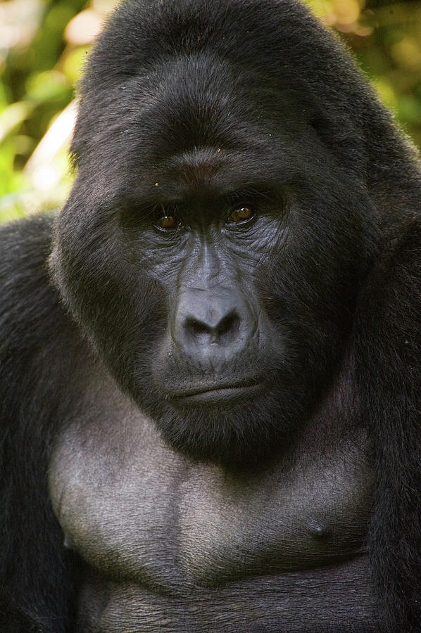 Close-up Of A Mountain Gorilla Gorilla Photograph by Animal Images ...