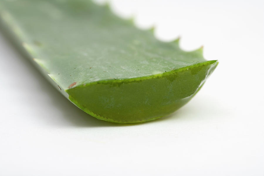 Close Up Of Aloe Vera Plant Photograph by Science Stock Photography/science Photo Library Fine