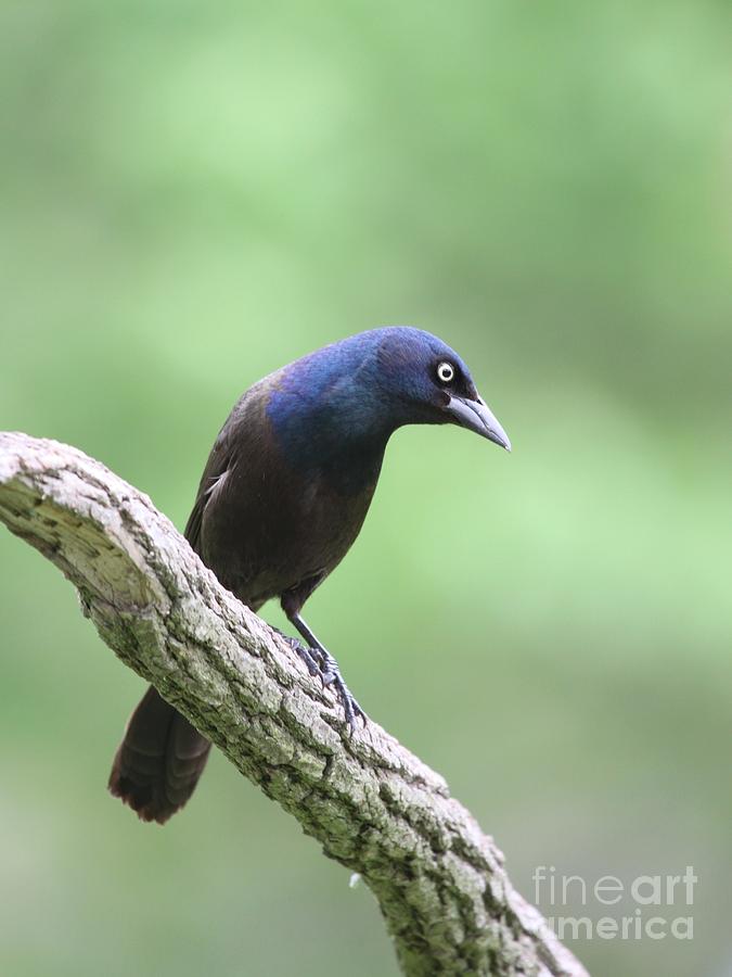 Common Grackle #8 Photograph by Jack R Brock