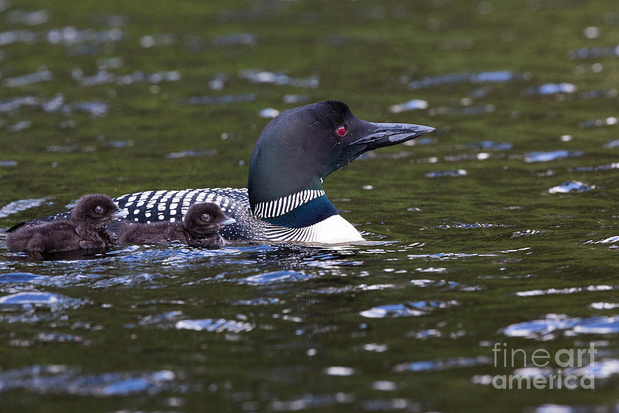 Loon Photograph - Common Loon Gavia Immer With Young #8 by Linda Freshwaters Arndt