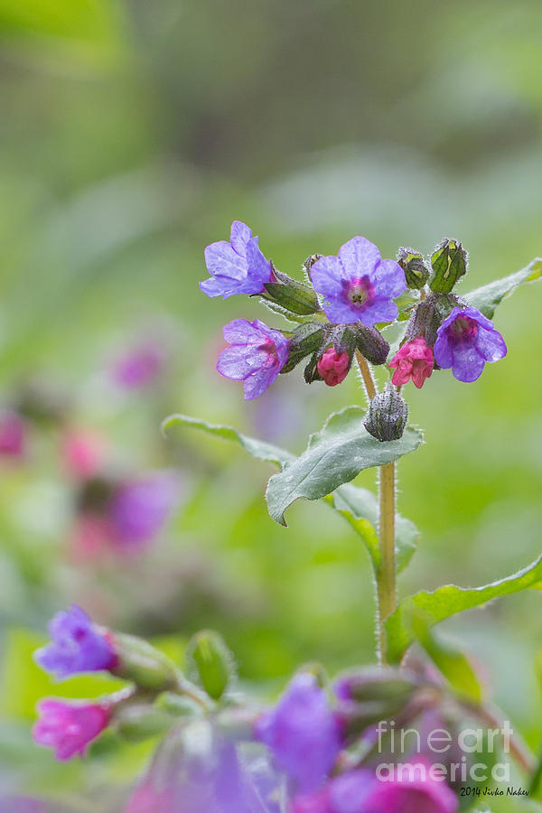 Common lungwort #8 Photograph by Jivko Nakev