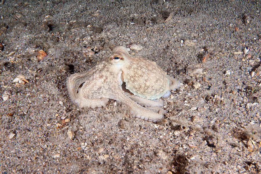 Common Octopus #8 Photograph by Andrew J. Martinez