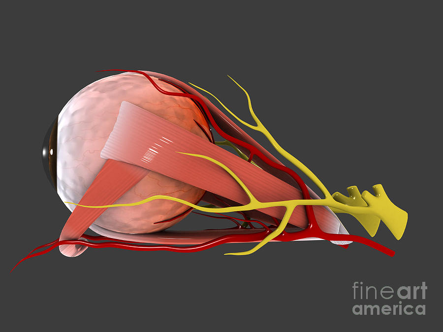 Conceptual Image Of Human Eye Anatomy Digital Art