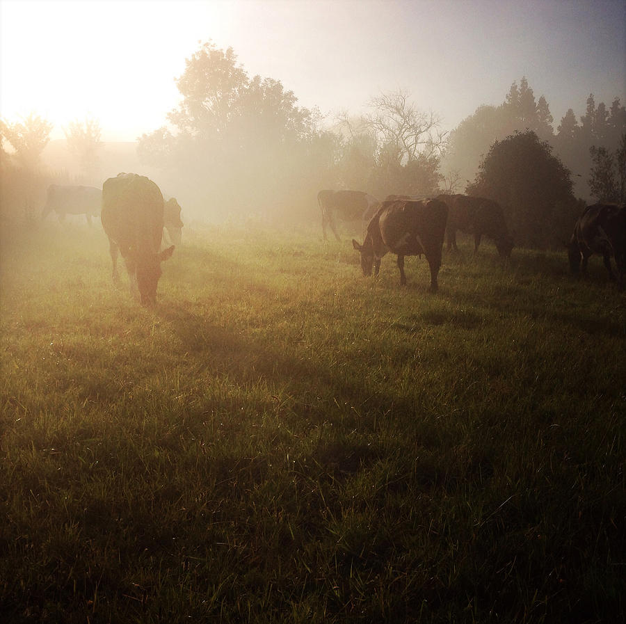 Animal Photograph - Cows #8 by Les Cunliffe