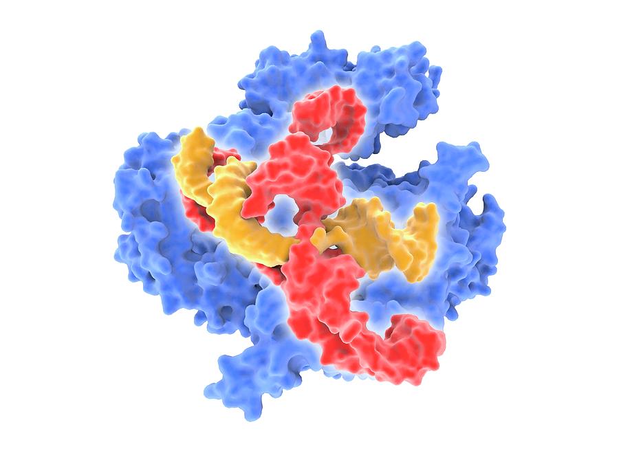 Crispr-cas9 Gene Editing Complex Molecule Photograph by Alfred Pasieka ...