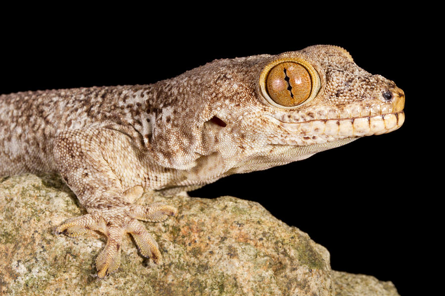 Crocodile Gecko Tarentola Mauritanica #8 Photograph by David Kenny