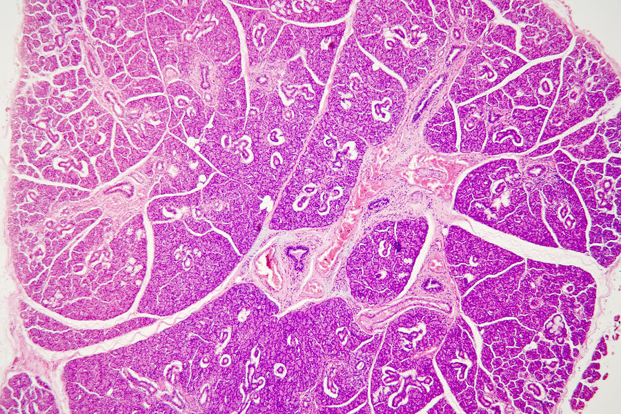 Cross-section Of Human Salivary Gland #8 Photograph by Science Stock Photography