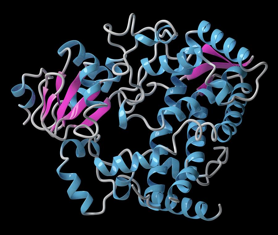 enzyme molecule structure