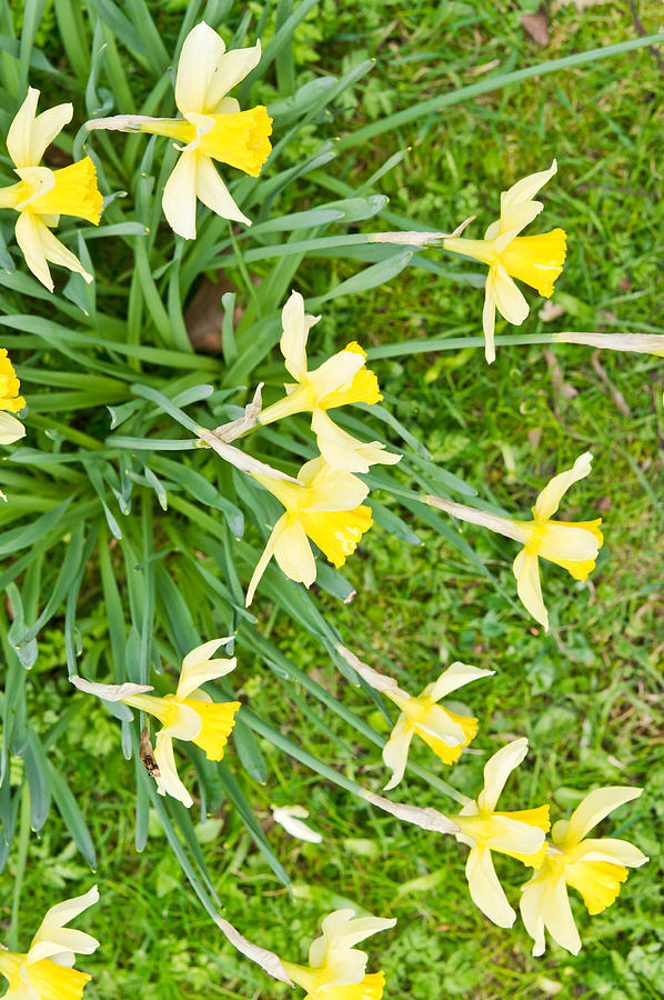 Daffodils #8 Photograph by Tom Gowanlock