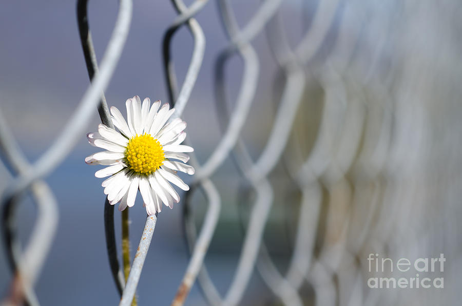 Daisy flower #8 Photograph by Mats Silvan