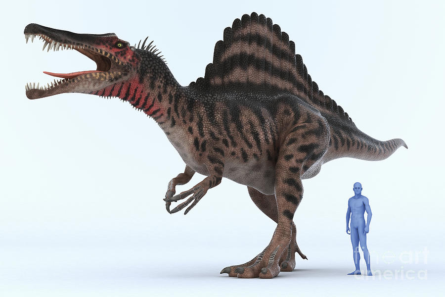 Dinosaur Spinosaurus #8 Photograph by Science Picture Co