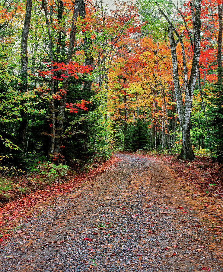Dirt Road Passing Through A Forest #8 Photograph by Panoramic Images