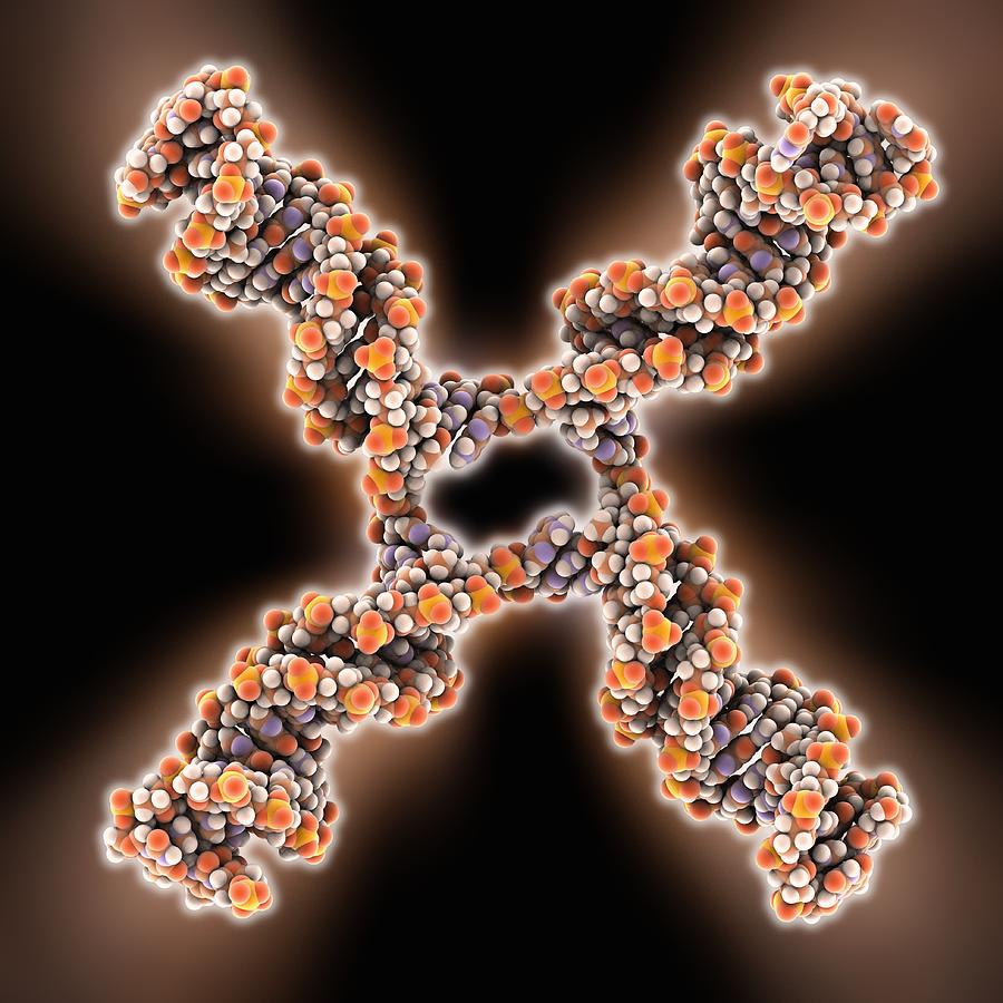 Holliday Junction Photograph - DNA Holliday junction, molecular model #8 by Science Photo Library