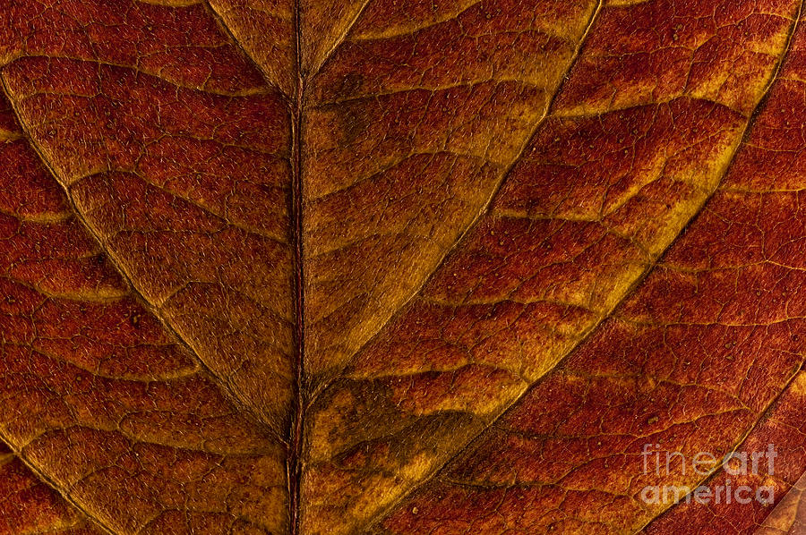 Fall Photograph - Dogwood leaf backlit #8 by Jim Corwin