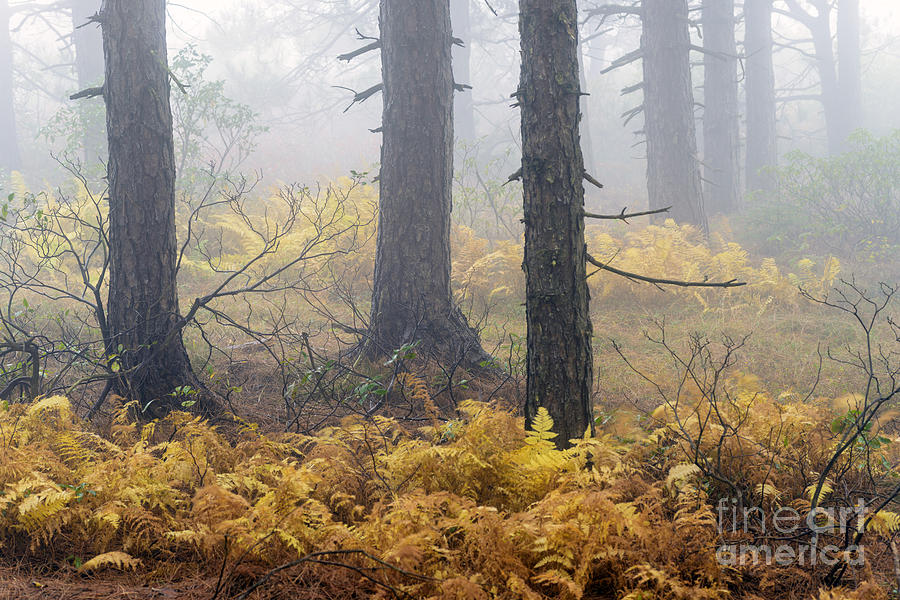 Fall Photograph - Dolly Sods Wilderness #8 by Thomas R Fletcher