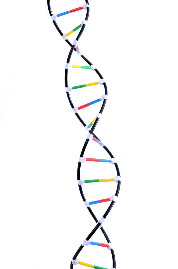 Double Helix Dna Model #8 Photograph by Science Source